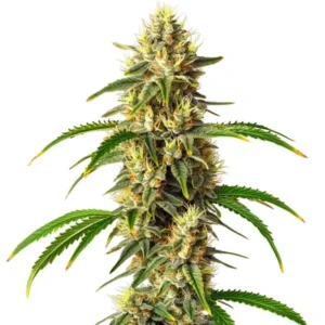 Critical Auto cannabis plant with dense frosty buds and orange pistils