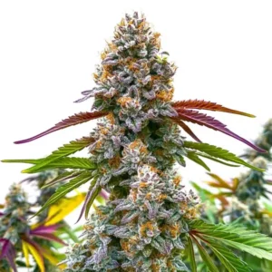 Critical Daddy Purple cannabis strain with a tall central cola, dense frosty buds, vivid orange pistils, purple-tinged leaves and heavy trichome coverage growing outdoors.