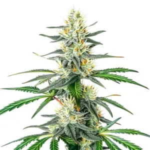 Dama Blanca cannabis strain with a tall central cola, dense frosty buds, abundant trichomes, bright orange pistils and elongated green leaves on a white background.