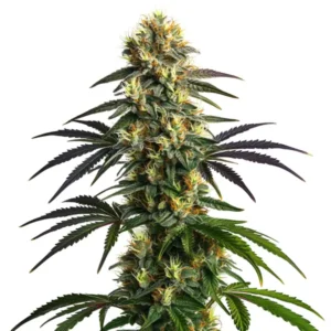 Gelato FBV cannabis strain with a tall central cola, dense resinous buds, bright orange pistils, frosty trichomes, and dark green to purple-tinged leaves on a white background.
