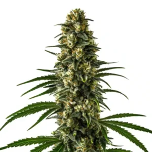 Girl Scout Cookies cannabis strain with a tall central cola, dense resin-covered buds, bright green leaves and visible orange pistils on a white background.