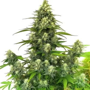 Gorilla Glue 4 Autoflower cannabis strain with a tall main cola, multiple side branches, dense frosty buds, abundant trichomes and bright green leaves on a white background.