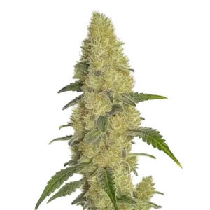 Gorilla Glue 4 Fast Version cannabis plant with dense resinous buds