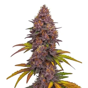 Grizzly Purple Auto cannabis strain with a tall purple-toned cola, dense frosty buds, orange pistils and dark green to yellow fan leaves.
