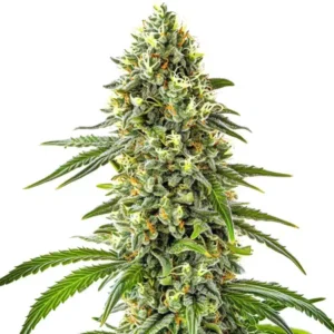 Guanabana cannabis strain with a tall frosty central cola, dense resin-coated buds, bright orange pistils, and elongated green leaves.