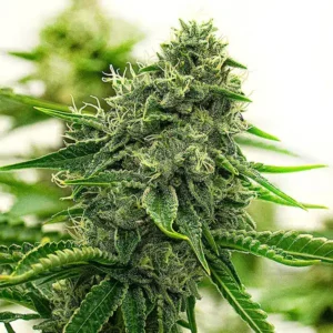Hippo High cannabis strain with a dense frosty cola, compact resinous buds, pale pistils, and sharp green sugar leaves.