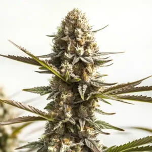 Kabrales Auto cannabis strain featuring a compact, resin-heavy cola with dark green leaves, frosty buds, and subtle amber pistils.