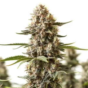 Kabrales cannabis strain with a thick, elongated cola, densely packed frosty buds, light green tones, and curling orange pistils.