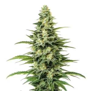 Kyles Skywalker OG cannabis strain showing a tall, conical cola with dense trichome-rich buds, pale green tones, and orange pistils.