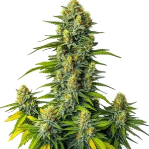 Mamba Negra Auto cannabis strain with dense, frosty buds, vibrant green leaves, and bright orange pistils on a mature flowering plant.