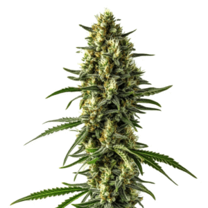 Mamba Negra CBD Auto cannabis strain bud with tall central cola, compact resinous flowers, visible pistils and deep green leaves on a white background.
