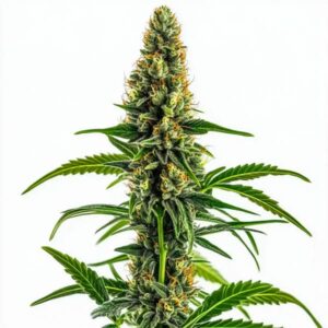 Mamba Negra CBD cannabis strain bud with tall central cola, dense resinous flowers, orange pistils and bright green leaves on a white background.