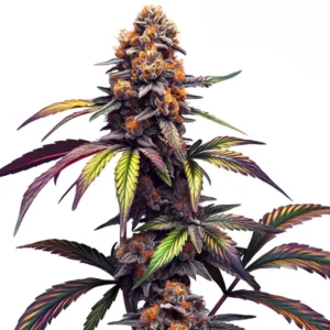 Mamba Negra CBG cannabis strain bud with tall central cola, dark purple tones, bright orange pistils and multicolored leaves on a white background.