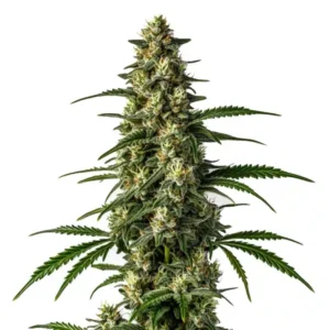 Mamba Negra Fast cannabis strain bud with elongated structure, dense flowers, heavy trichome coverage and dark green leaves on a white background.