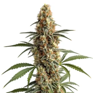 Mamba Negra cannabis strain bud with tall central cola, dense frosty flowers, orange pistils and dark green serrated leaves on a white background.