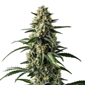 Mango cannabis strain bud with dense resinous flowers, thick trichome coverage, bright green leaves and compact structure on a white background.