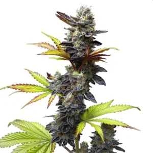 Mochi Gelato cannabis strain bud with dense structure, heavy trichome coverage, dark purple leaves and bright green fan leaves on a white background.