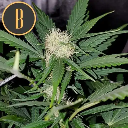 Full Northern Light Auto cannabis plant showing a tall main cola covered in resinous buds
