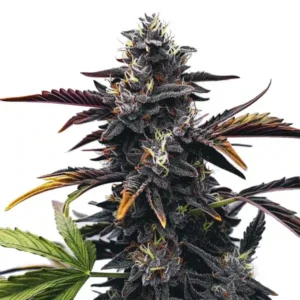 Narkosis cannabis strain bud with dense structure, heavy trichome coverage, dark purple leaves and bright yellow pistils on a white background.