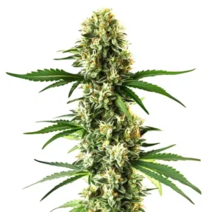 Nikki Swamis Lemon OG strain cannabis bud with tall structure, frosty trichomes, bright green leaves and abundant white pistils on a white background.
