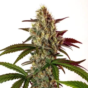 Nikki Swamis Maracuya strain cannabis bud with tall structure, frosty trichomes, deep green leaves with reddish tones and abundant white pistils.