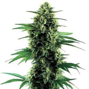 Northern Light Auto cannabis plant growing indoors with dense buds and vibrant green leaves