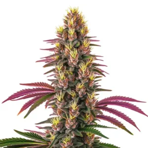 Pink Rozay cannabis plant showcasing vibrant pink hues, dense frosty buds, and colorful foliage.