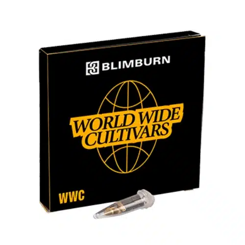 Pink Rozay seed packaging with the World Wide Cultivars black and gold design and included seed vial.