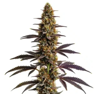 Platinum Cookies cannabis bud with dense trichomes and purple-tinted leaves on a white background.