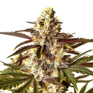 Red Dragon cannabis cola with purple hues, frosty trichomes, and bright pistils.