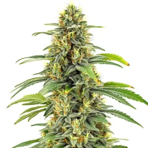 Santa Muerte Fast Blooming cannabis cola with dense buds and bright pistils.