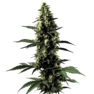 Tall Silver Surfer Haze cannabis plant with dense bud formation and bright pistils.