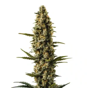 Tall Sweety Auto cannabis cola with dense resin-coated buds.