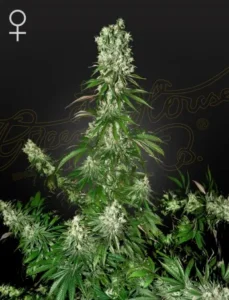 A White Strawberry Skunk Strain cannabis plant with dense, frosty buds stands upright against a dark background, surrounded by its broad green leaves. A female symbol is in the top left corner.
