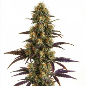 Dense WiFi-OG cannabis cola with orange pistils and purple-tinted leaves against a white background.