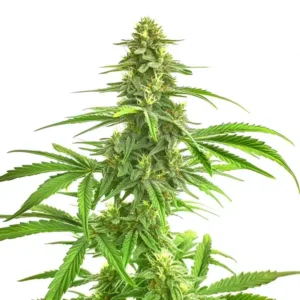 Dense cannabis cola with vibrant green leaves showcasing Wombat strain characteristics.