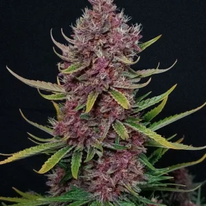 Ztrawberriez Auto