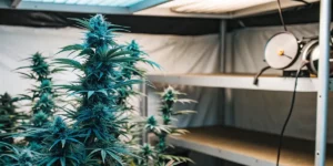 How to Grow Blue Gelato: A Step-by-Step Guide