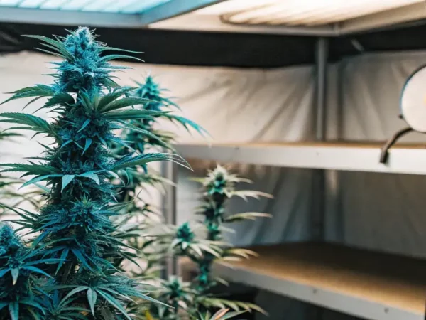 Tall Blue Gelato cannabis plants flowering under LED grow lights in an indoor setup.