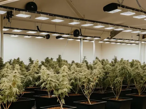 Close-up of a mature cannabis bud under fluorescent grow lights in an indoor tent