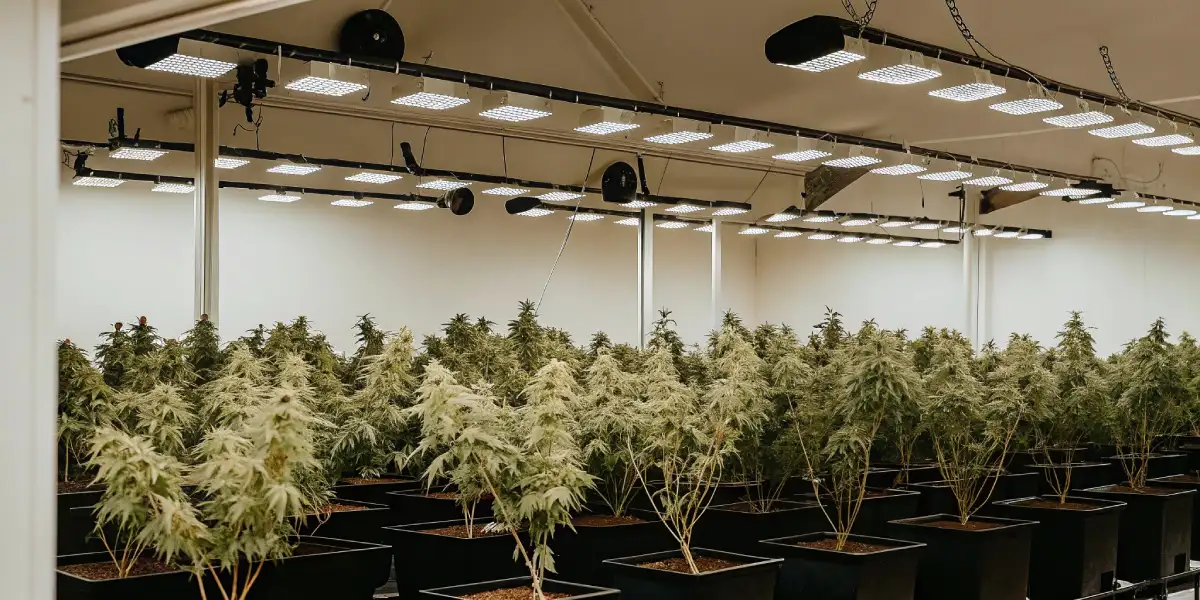 Close-up of a mature cannabis bud under fluorescent grow lights in an indoor tent