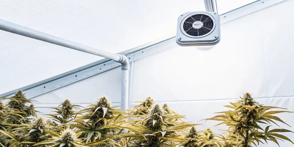 Flowering cannabis plants growing indoors with advanced ceiling ventilation