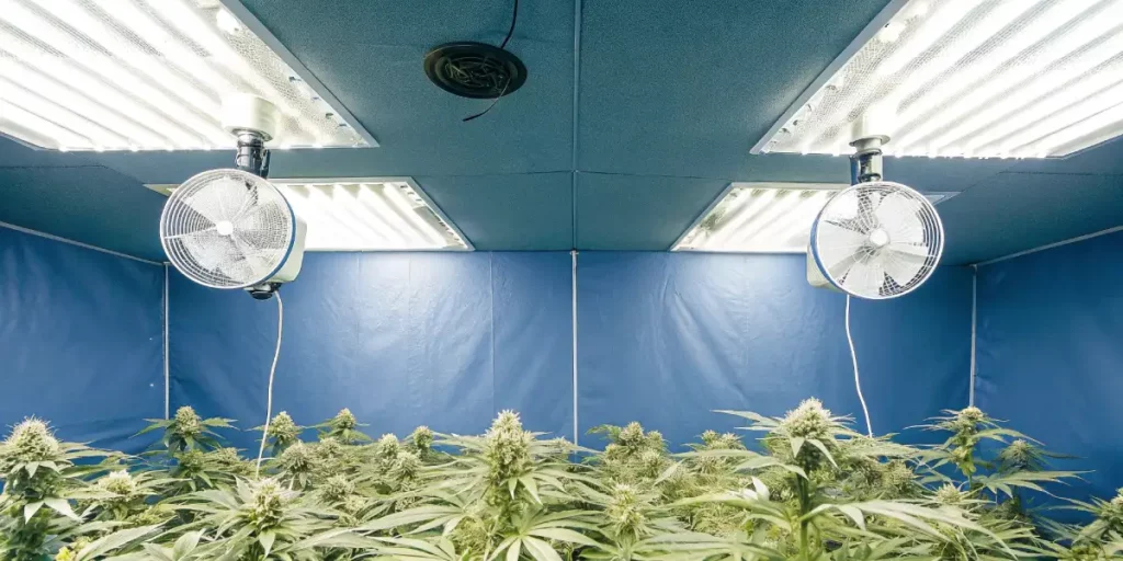 Cannabis grow room with blue walls, white LED lights, and oscillating fans.