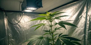 Essential Indoor Cannabis Growing Supplies for Every Grower
