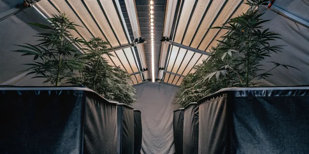Cannabis plants growing inside a white grow tent, illuminated by LED lights for optimal growth and cultivation.