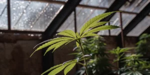 Cannabis Plant Nutrition: A Key to Thriving Growth