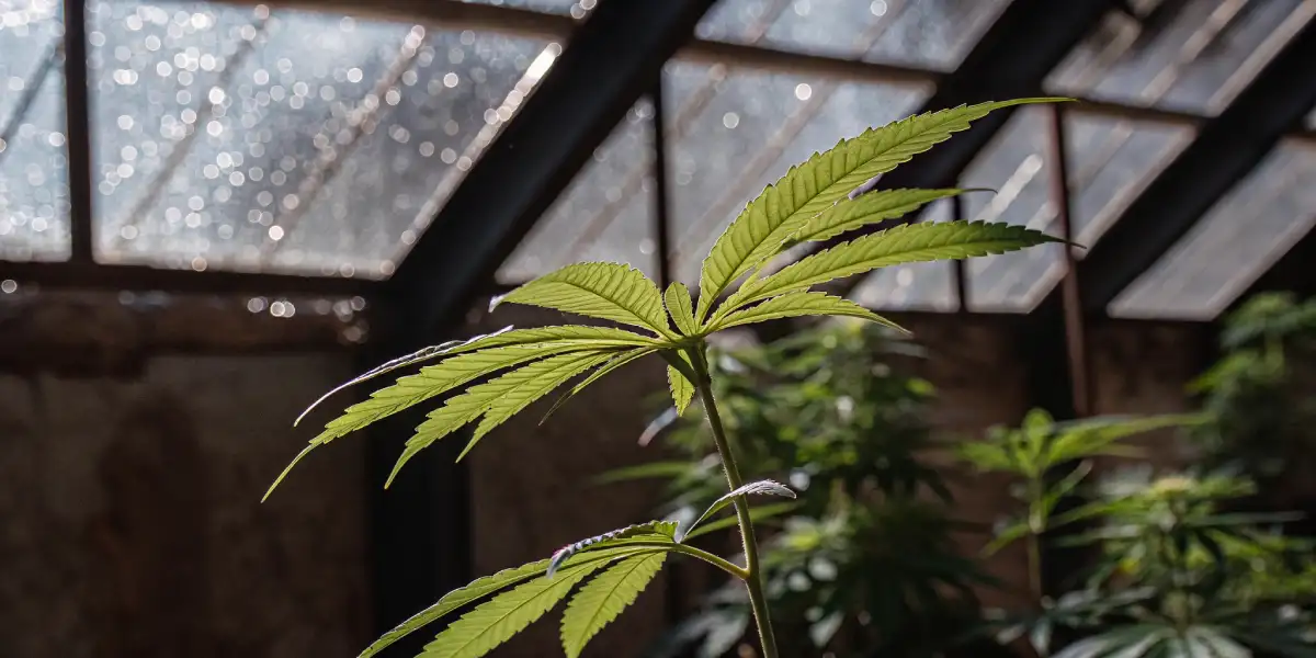 Close-up of a cannabis leaf in a greenhouse with sunlight filtering through glass panels.