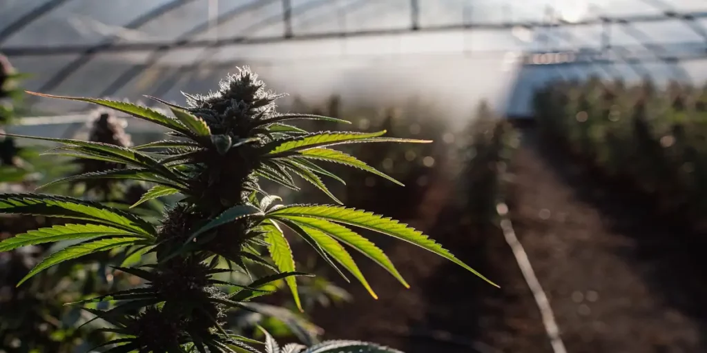 Bisabolol in Weed: What You Need to Know