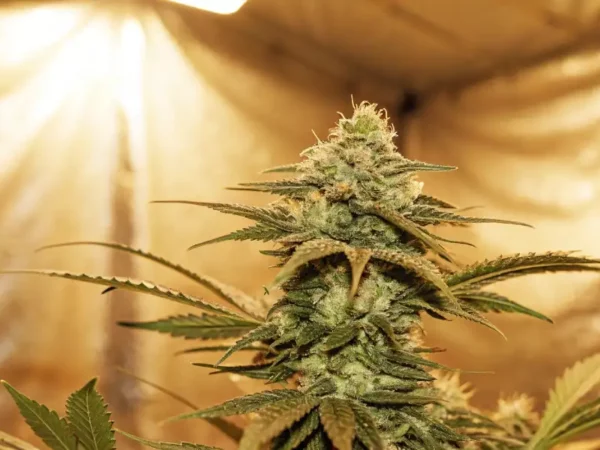 mature cannabis plant under intense golden indoor lighting