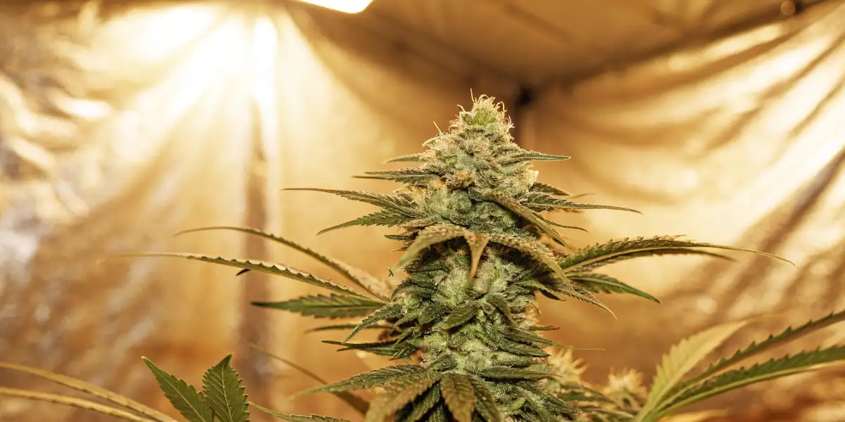 mature cannabis plant under intense golden indoor lighting